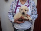 labrador dorado - mejor precio | unprecio.es