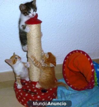 REGALO  4 GATITOS