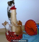 REGALO  4 GATITOS - mejor precio | unprecio.es