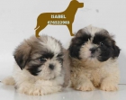 Shih-Tzu,cachorros extraordinarios - mejor precio | unprecio.es