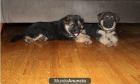 Pastor alemán inteligente cachorros listos para ir - mejor precio | unprecio.es