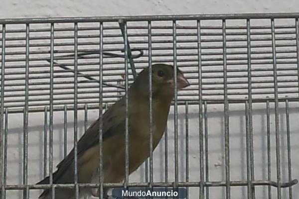 CANARIOS DE CANTO DISCONTÍNUO
