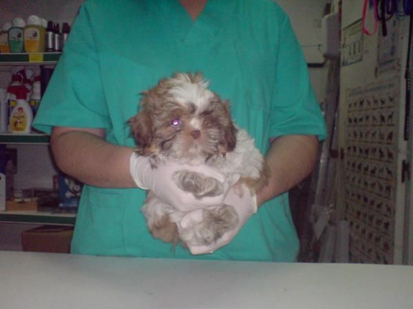 CACHORRITOS DE SHITZU, MUY BONITOS 480 EUROS