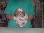 CACHORRITOS DE SHITZU, MUY BONITOS 480 EUROS - mejor precio | unprecio.es