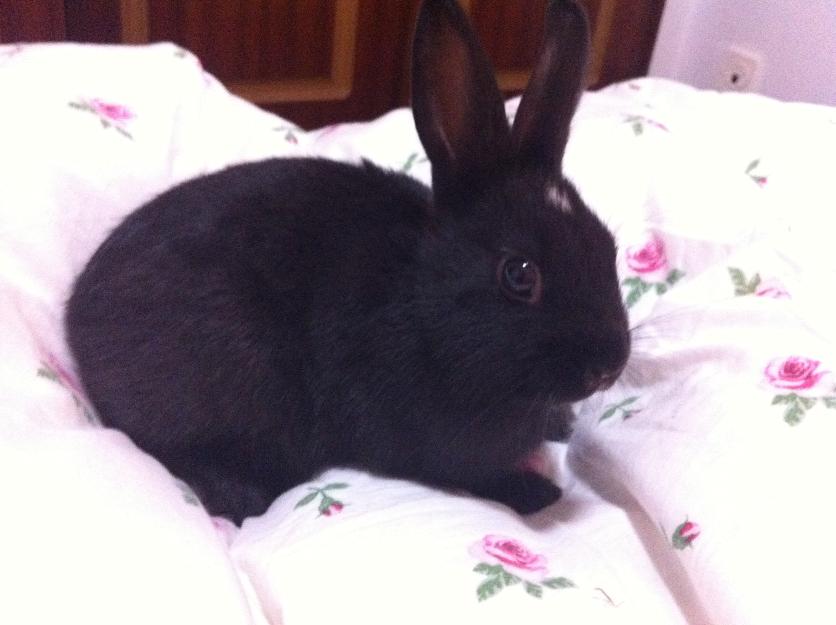 Conejo