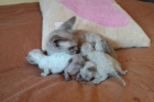 Devon Rex disponibles - mejor precio | unprecio.es