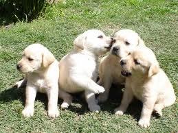 Preciosos cachorros labrador amarillos 240