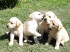 Preciosos cachorros labrador amarillos 240 - mejor precio | unprecio.es