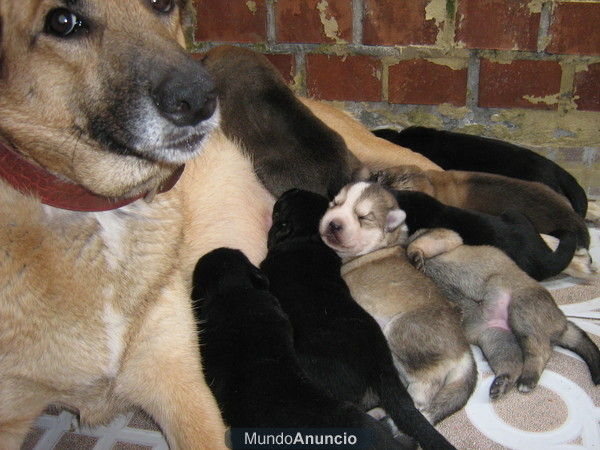 Regalo cachorros preciosos