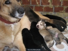 Regalo cachorros preciosos - mejor precio | unprecio.es