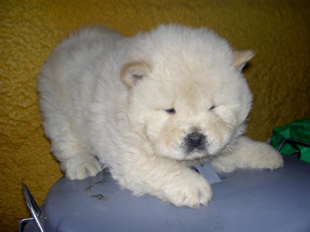 VENTA DE CHOW CHOW