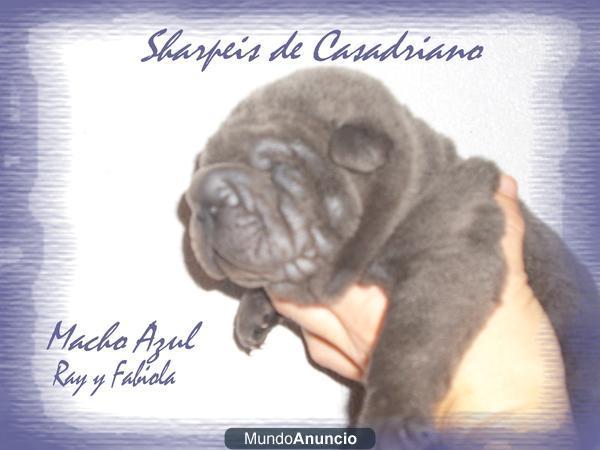 2 CACHORROS SHARPEI CASADRIANO - AZUL Y NEGRO