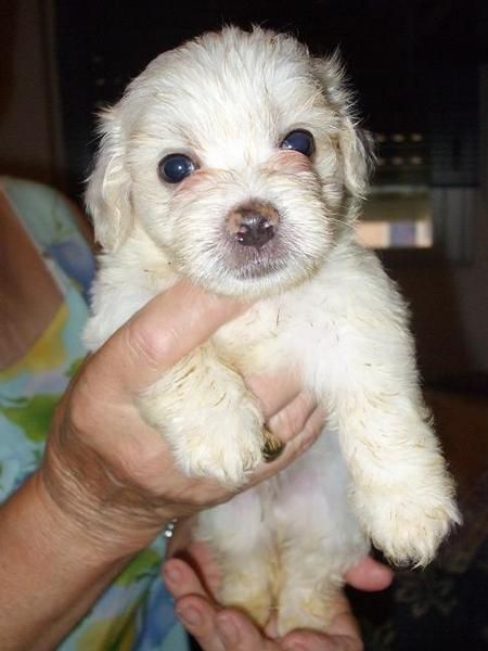 Bichon Maltes