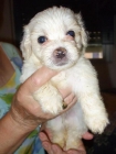 Bichon Maltes - mejor precio | unprecio.es
