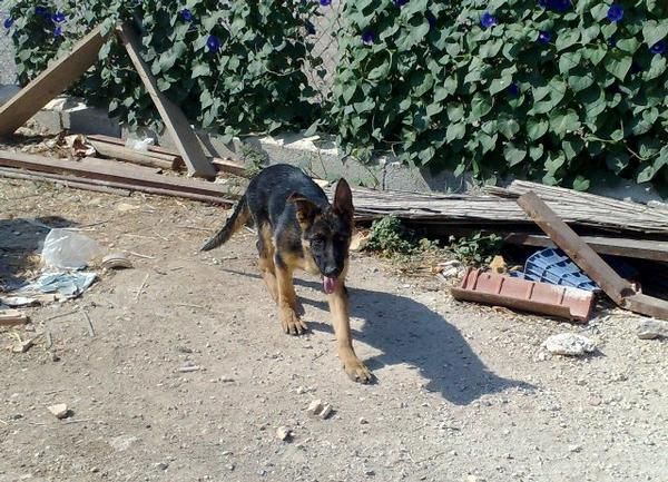 Cachorro PASTOR ALEMAN con 4 meses