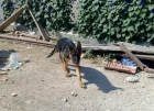 Cachorro PASTOR ALEMAN con 4 meses - mejor precio | unprecio.es