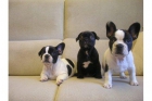 Cachorros bulldog Francés Pedigrí 300 euros - mejor precio | unprecio.es