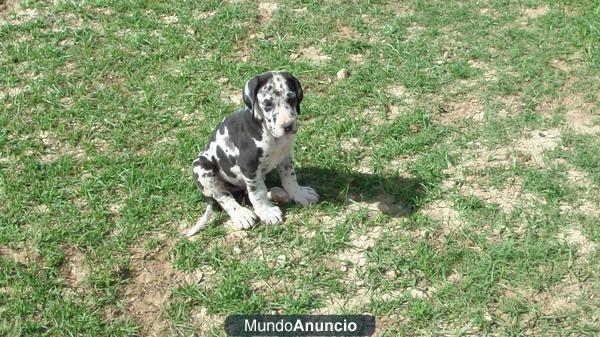 cahorro dogo aleman arlequin