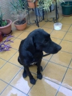 Encontrado perra negra - mejor precio | unprecio.es