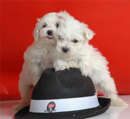 Preciosos Bichon maltes, cachorros de 2 meses