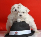 Preciosos Bichon maltes, cachorros de 2 meses - mejor precio | unprecio.es