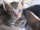 Regalo gatitos - mejor precio | unprecio.es