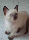 regalo gatitos azul ruso siames angoras - mejor precio | unprecio.es