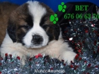 San bernardo, simpaticos y cariñosos cachorros - mejor precio | unprecio.es