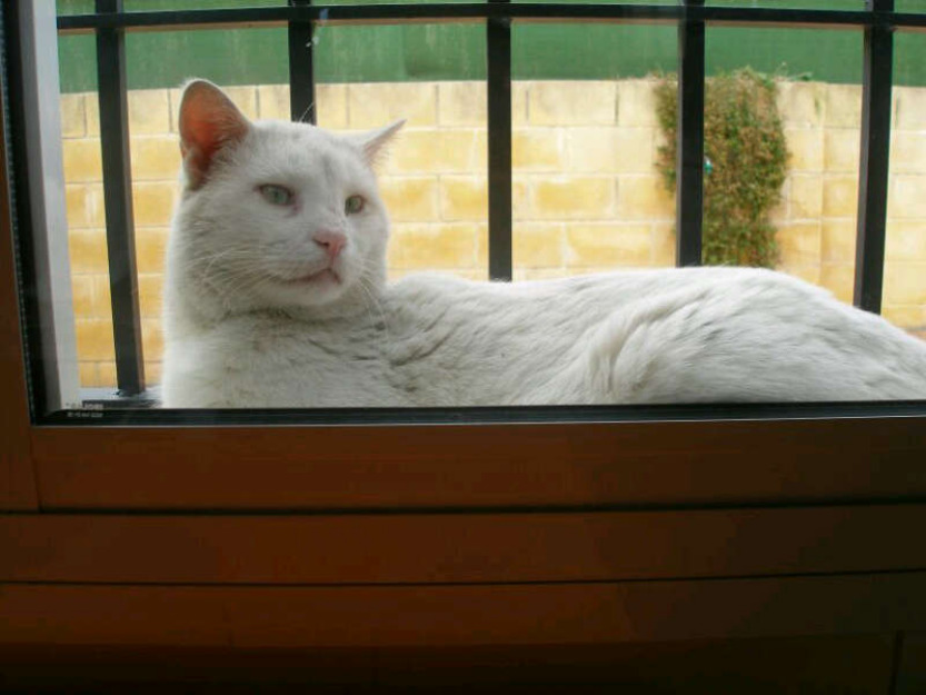 Tan bello y en la calle, a este gato le espera lo peor si no le ayudas