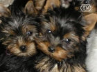 venta de cachorros de raza yorkshire por 550 euros - mejor precio | unprecio.es
