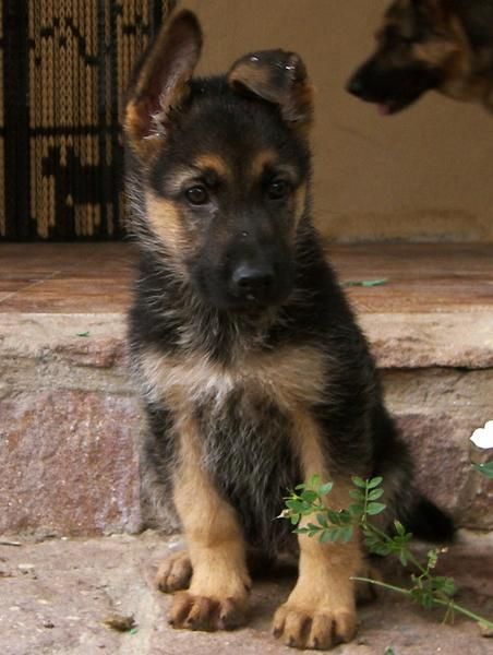 CACHORROS DE 1 NIVEL CON PEDIGRI