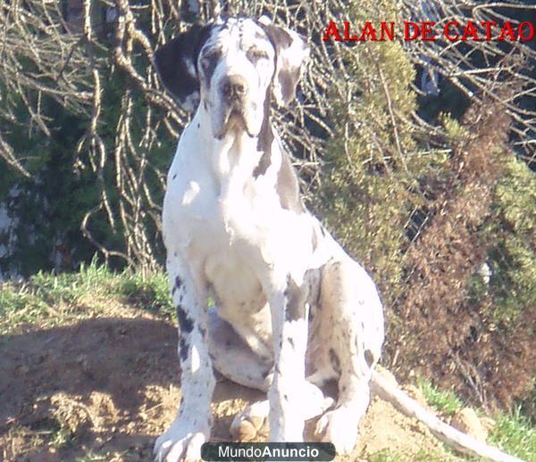 CACHORROS DE DOGO ALEMAN DE EXPOSICION