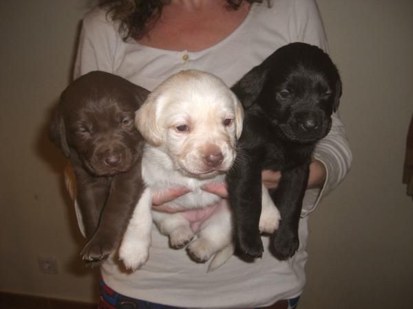 Cachorros de labrador