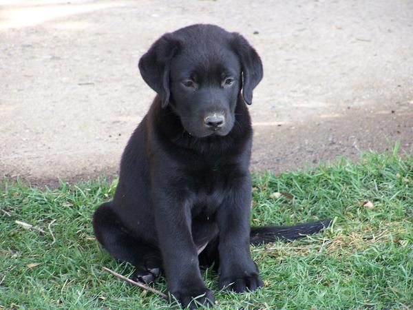 cachorros de labrador negros puros