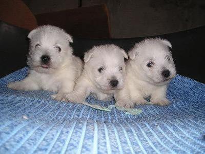 Cachorros de West Highland