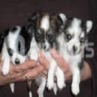 Chihuahua cachorros listos para el amor 130 - mejor precio | unprecio.es