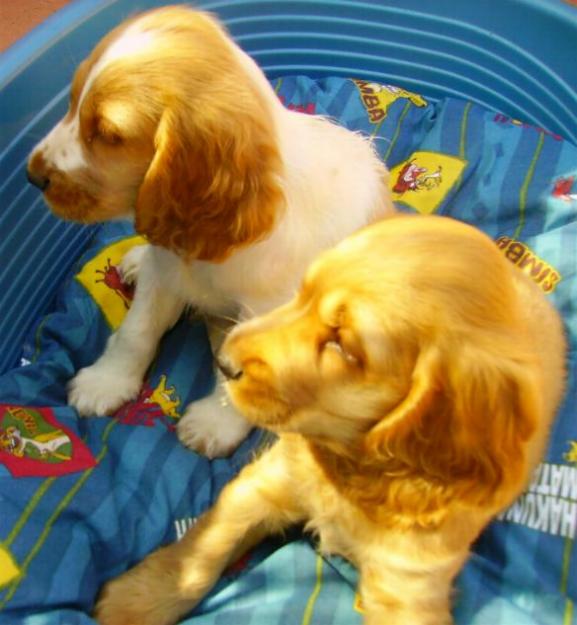 Cocker Spaniel Ingles preciosos cachorros