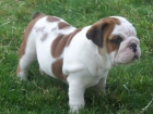 preciosa camada de bulldog ingles - mejor precio | unprecio.es