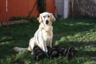 Regalo preciosos cachorros golden+colli - mejor precio | unprecio.es