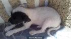 se regalan perros - mejor precio | unprecio.es