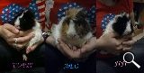 Vendo cobayas de pelo rizado (abisinias)