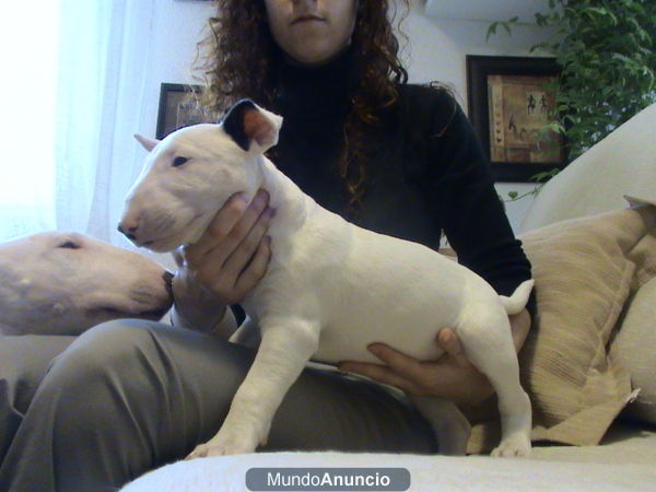 ¡¡¡OFERTA - ULTIMO CACHORRO DE BULLTERRIER!!!