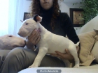 ¡¡¡OFERTA - ULTIMO CACHORRO DE BULLTERRIER!!! - mejor precio | unprecio.es
