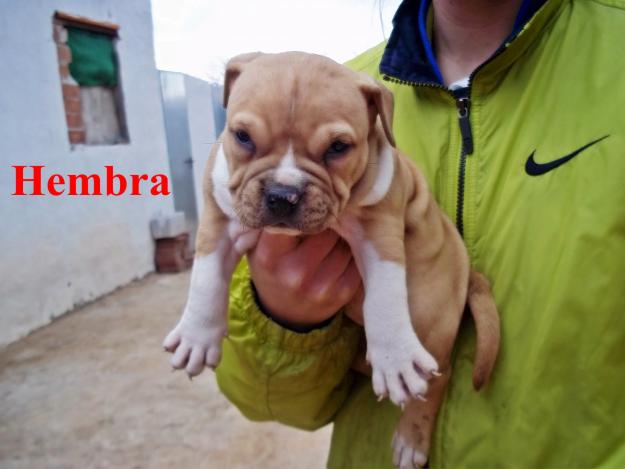American staffordshire cachorros 290