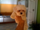 CACHORROS DE BICHON MALTES TOYS, CON GARANTIA SANITARAI - mejor precio | unprecio.es