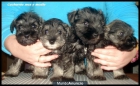 Cachorros Schnauzer Miniatura Sal y Pimienta - mejor precio | unprecio.es