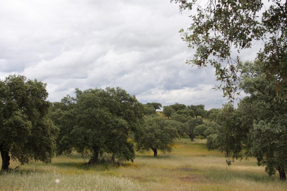 Finca ganadera 200 has en el campo charro de salamanca