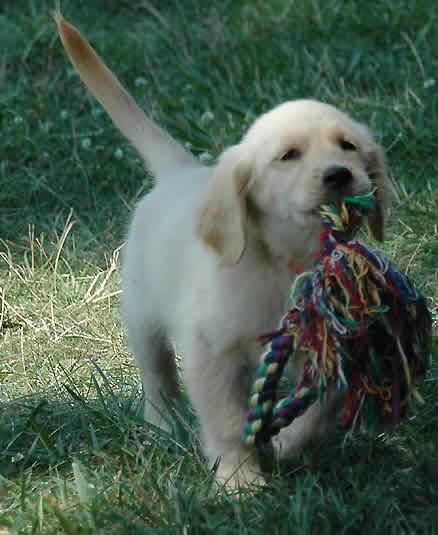 GOLDEN RETRIEVER, CACHORROS A 200