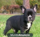 Gratis 4 Camada de Bulldog Frances - mejor precio | unprecio.es