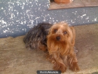 PERRO YORKSHIRE TERRIER DESAPARECIDO - mejor precio | unprecio.es